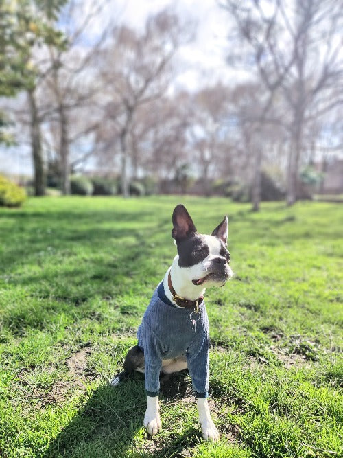 Dorothy Blue Velvet Jumper / Cotton Mix