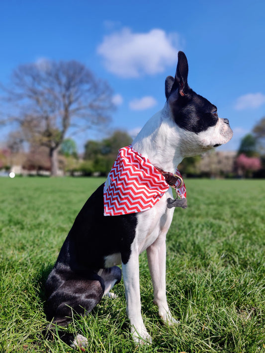 Doggo's Cotton 100% Bandana - Pop Banana Print/ZigZag Print/Pointelle Knit