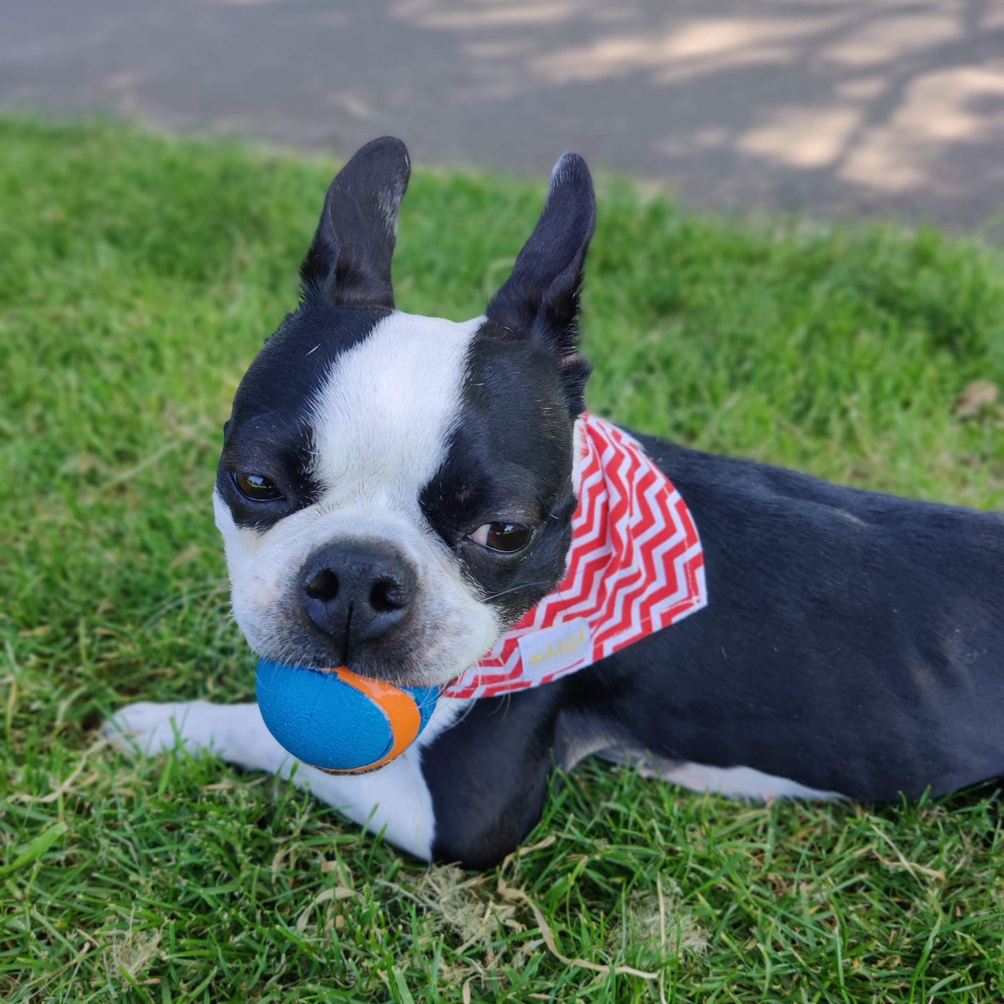 Doggo's Cotton 100% Bandana - Pop Banana Print/ZigZag Print/Pointelle Knit