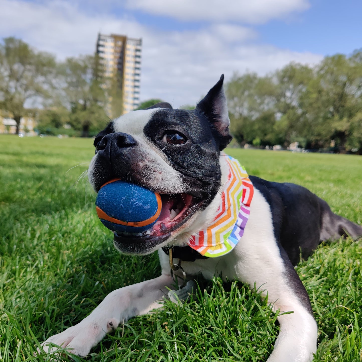 Doggo's Dress Shirt Collars (SAMPLE SALE)